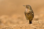 Red-throated Pipit_KBJ7350